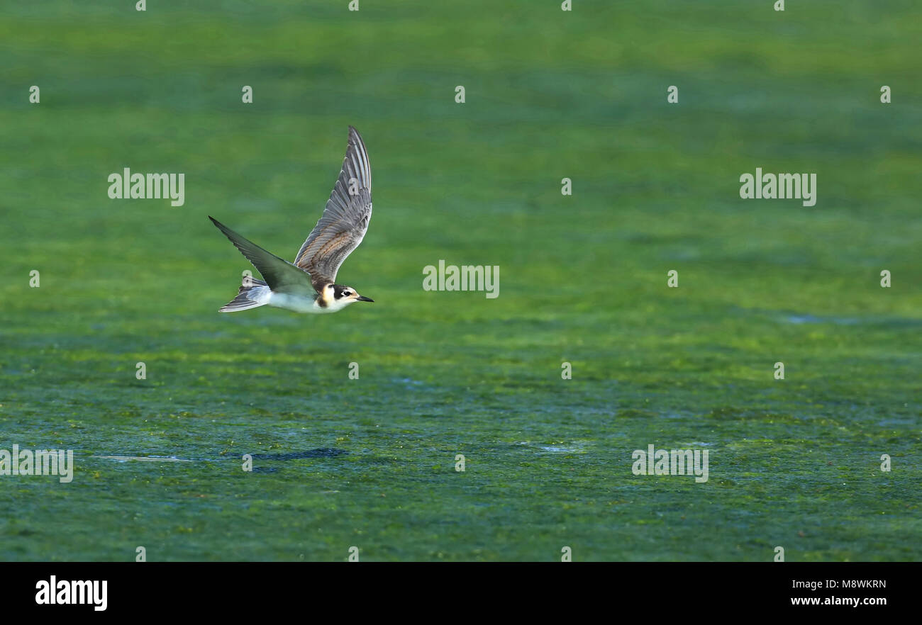 Jonge Zwarte Stern in Vlucht; Schwarz Tern Jugendlicher im Flug Stockfoto