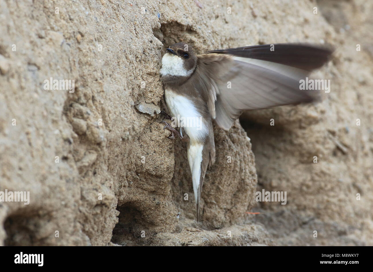 Oeverzwaluw zittend voor Nest ingang; Sandmartin sitzen vor dem Nest Stockfoto