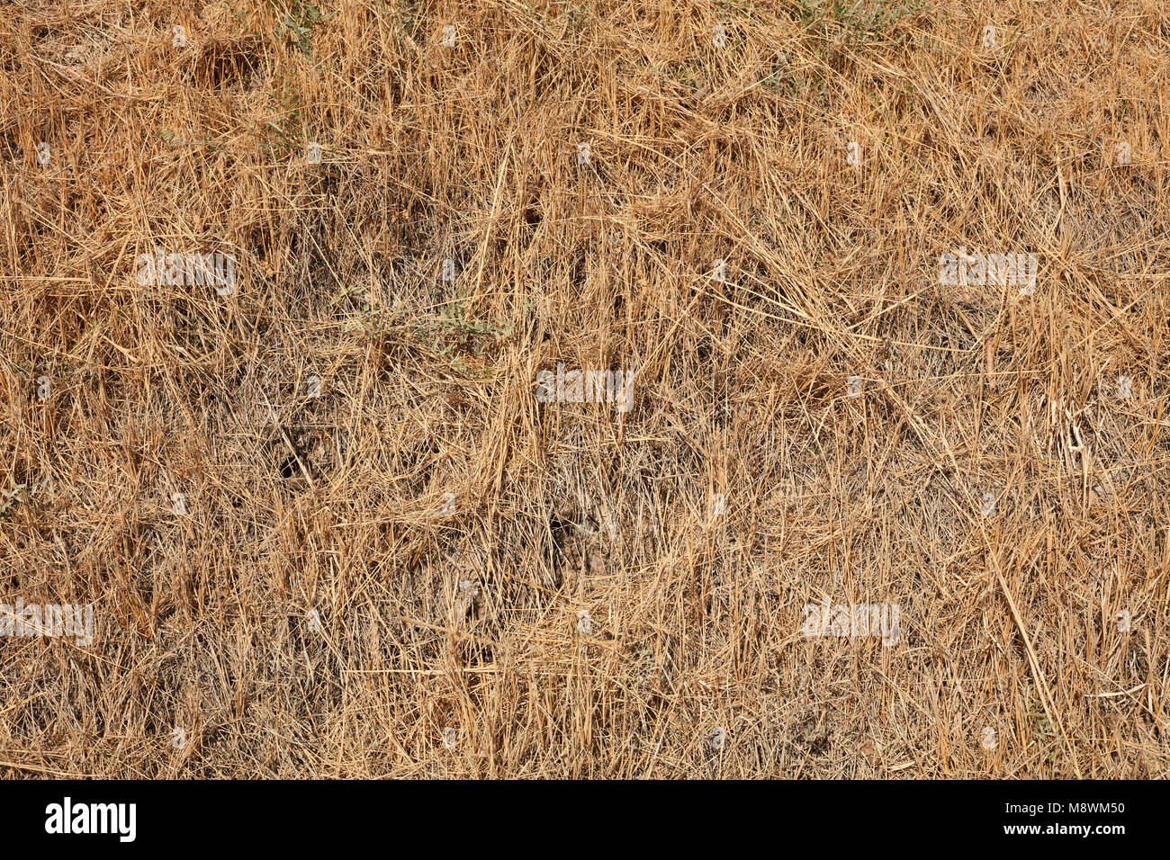 Getrocknete beige grass Textur Hintergrund im Sommer von oben Stockfoto