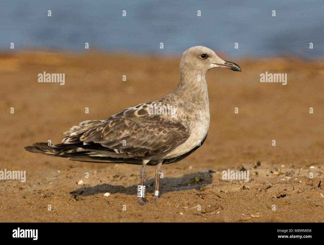 Juveniele Audouins Meeuw, Juvenile Audouin Gulls Stockfoto