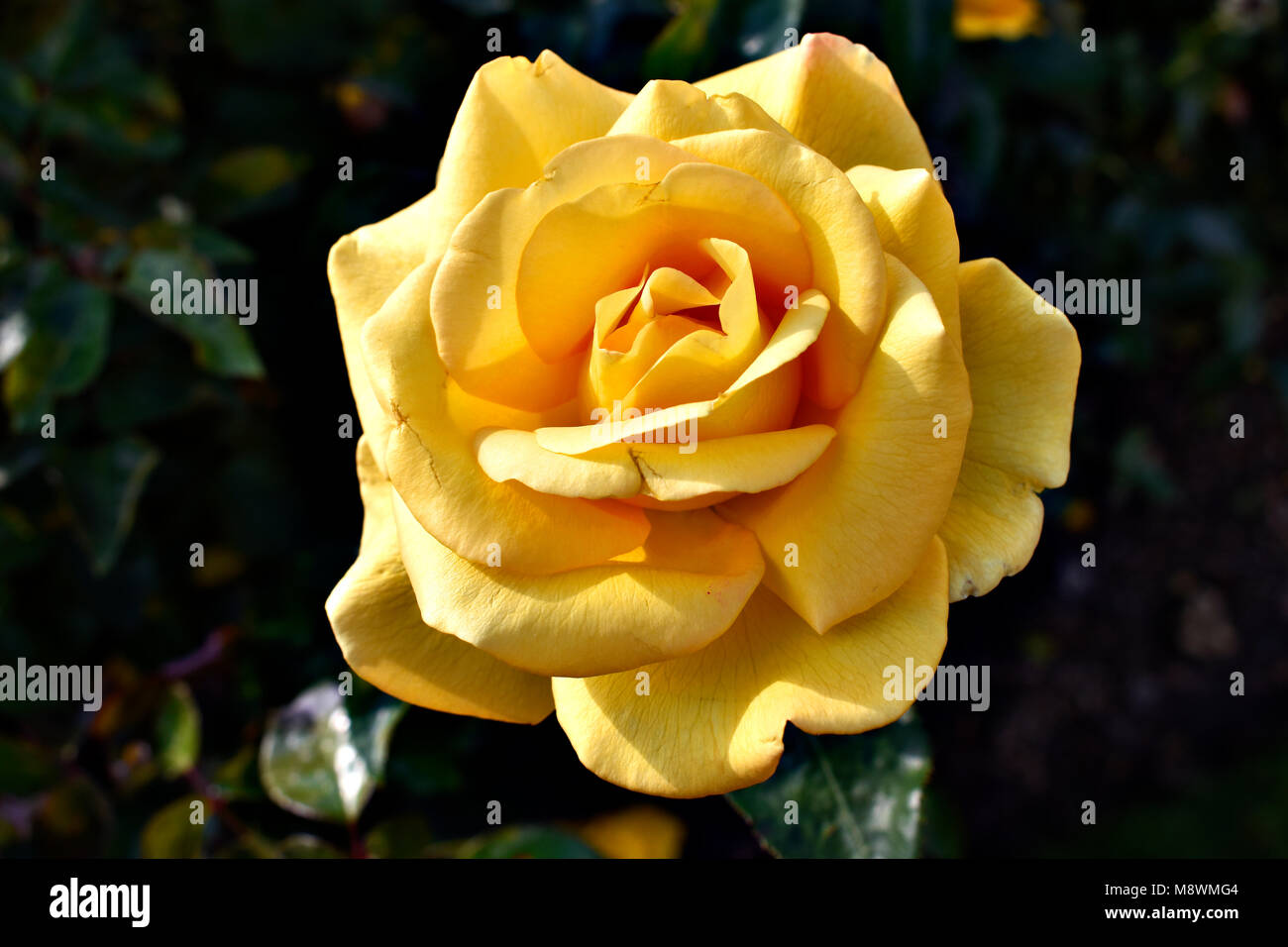 Gelbe Rosen Bedeutung hell, fröhlich und freudig warmen Gefühle erzeugen und Glück. Sie bringen Ihnen und der Freundschaft, die sie teilen die puristische von Stockfoto