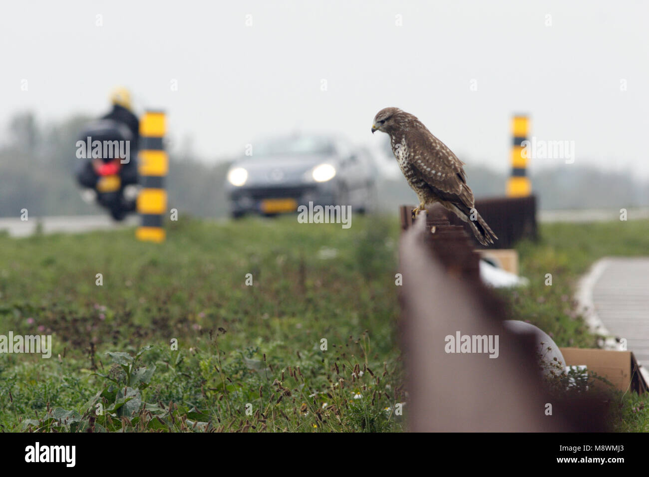 Langs de Buizerd zittend weg; Mäusebussard thront in der Nähe von eine straße Stockfoto