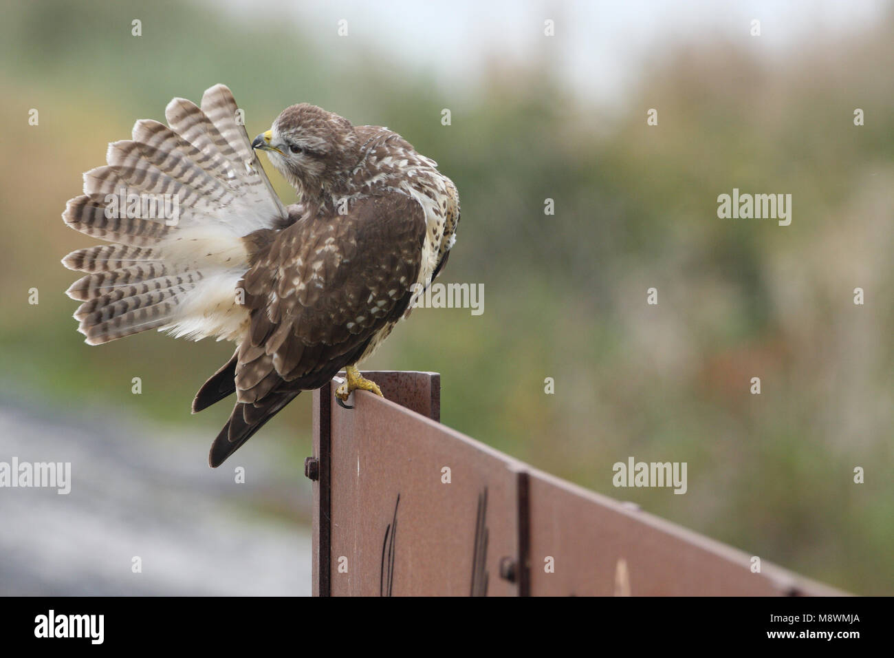 Langs de Buizerd zittend weg; Mäusebussard thront in der Nähe von eine straße Stockfoto