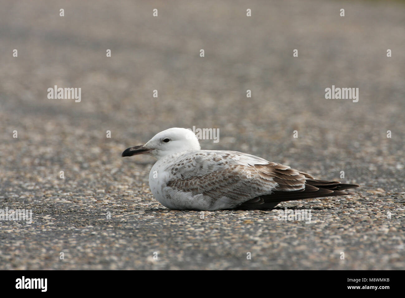 Onvolwassen Pontische Meeuw, unreifen Caspian Gull Stockfoto