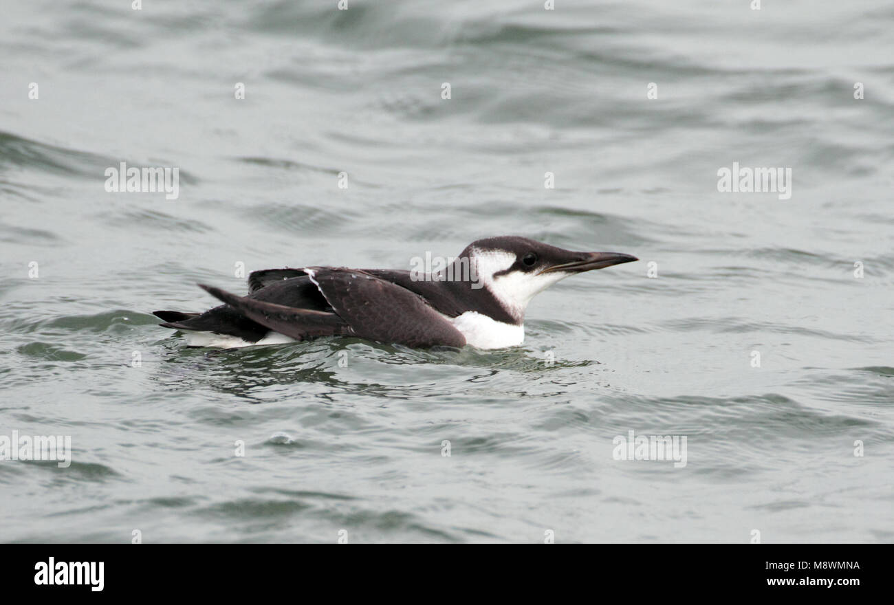 Winterkleed Zeekoet, Nicht-Zucht Common Murre Stockfoto