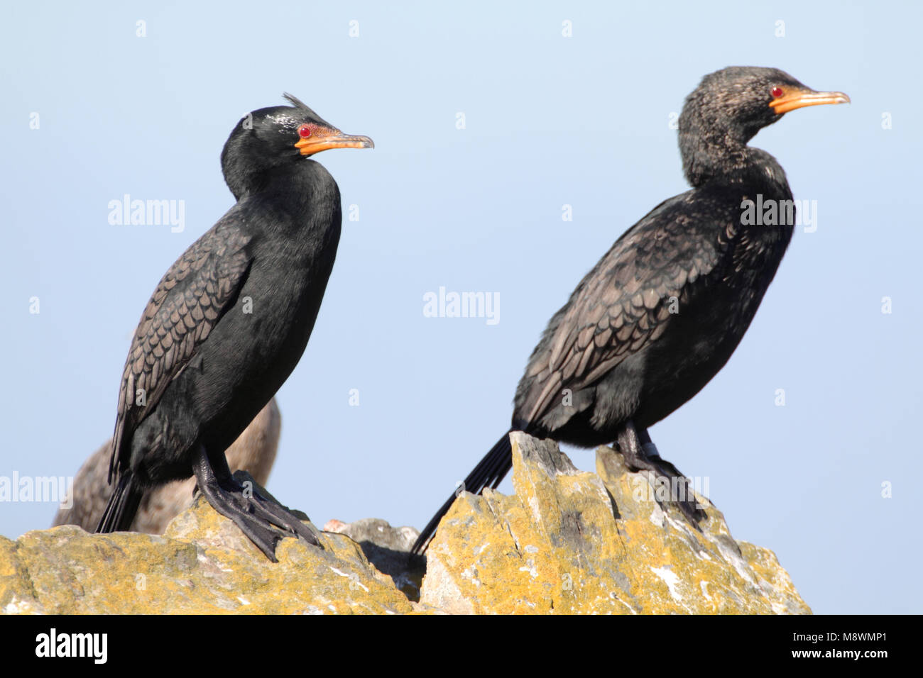 Kroonaalscholver, gekrönt Kormoran Stockfoto