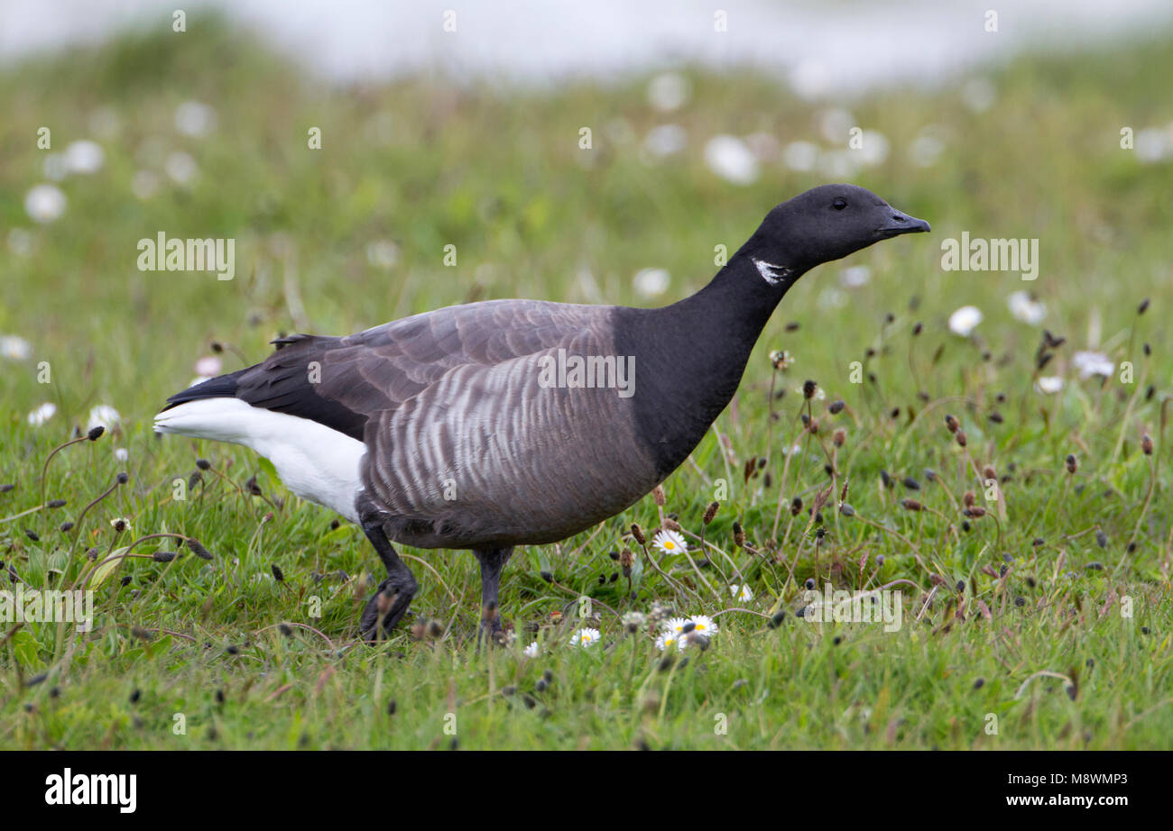 Rotgans Volwassen, Erwachsene dunkel-bellied Brent Stockfoto