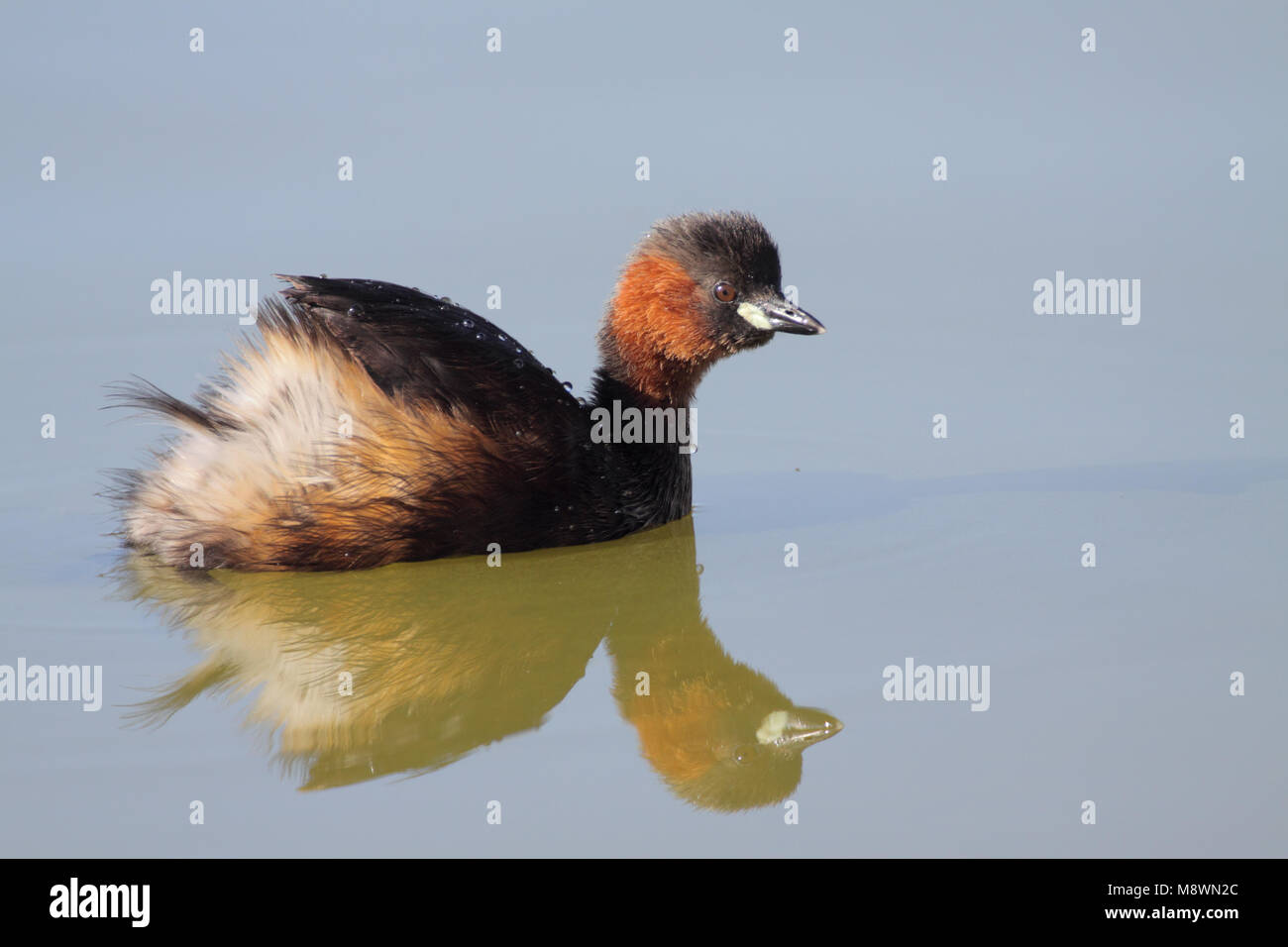 In Dodaars zomerkleed; Zwergtaucher in summerplumage Stockfoto