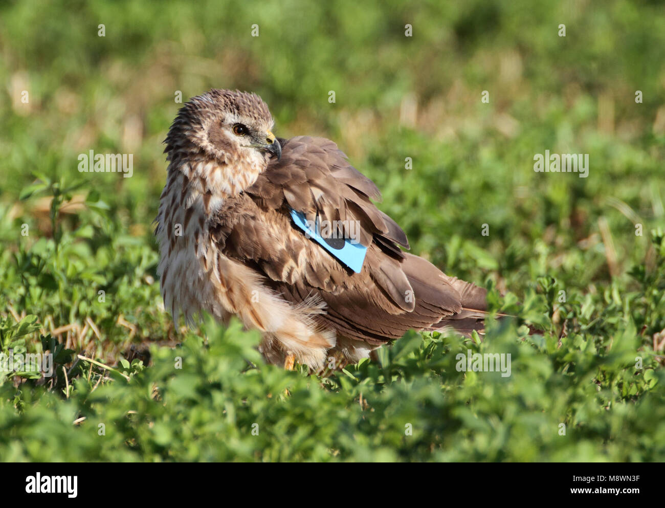 Vrouwtje Grauwe Kiekendief, montagues Harrier Weiblich Stockfoto