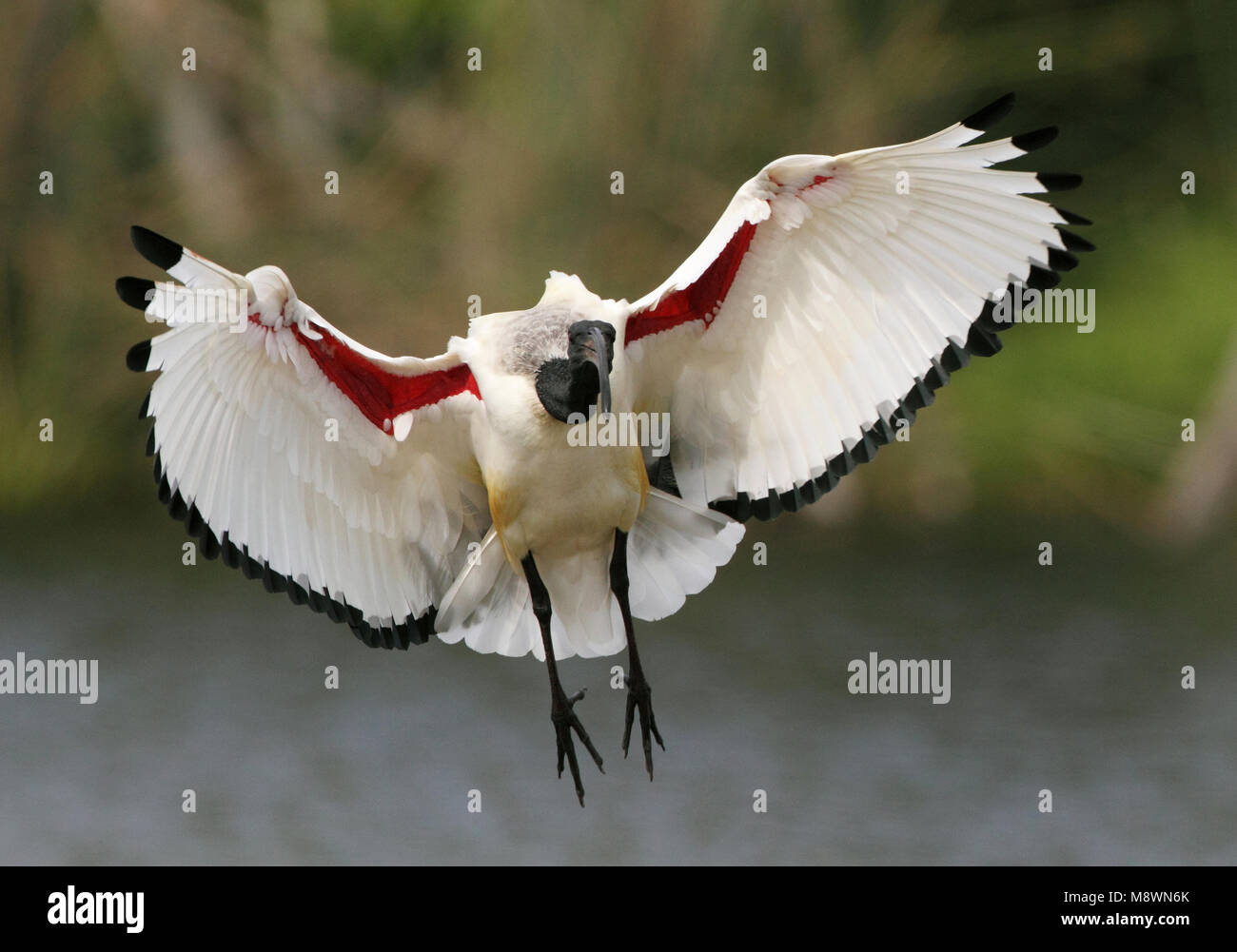 Heilige Ibis in Vlucht; Heiliger Ibis im Flug Stockfoto