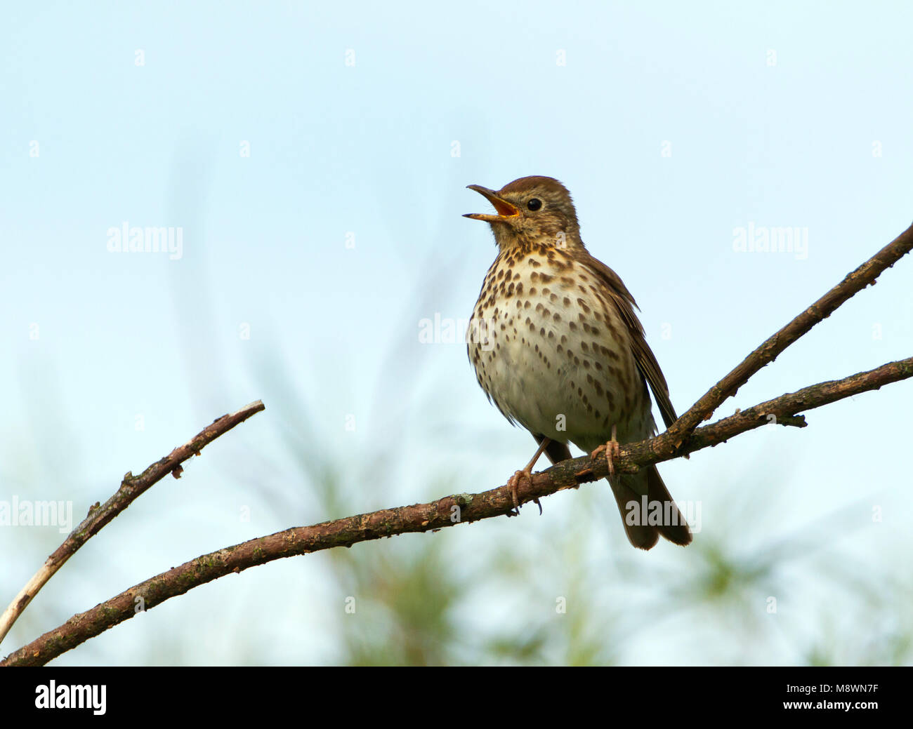 Zingende Zanglijster, singende Singdrossel Stockfoto