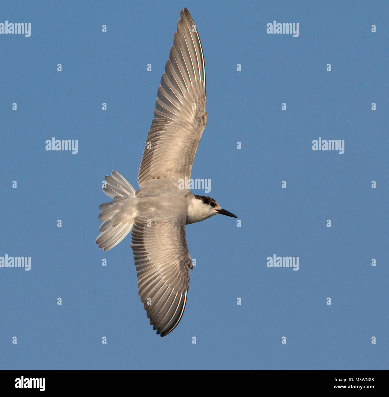 Im ersten Winter Whiskered Tern im Flug Stockfoto