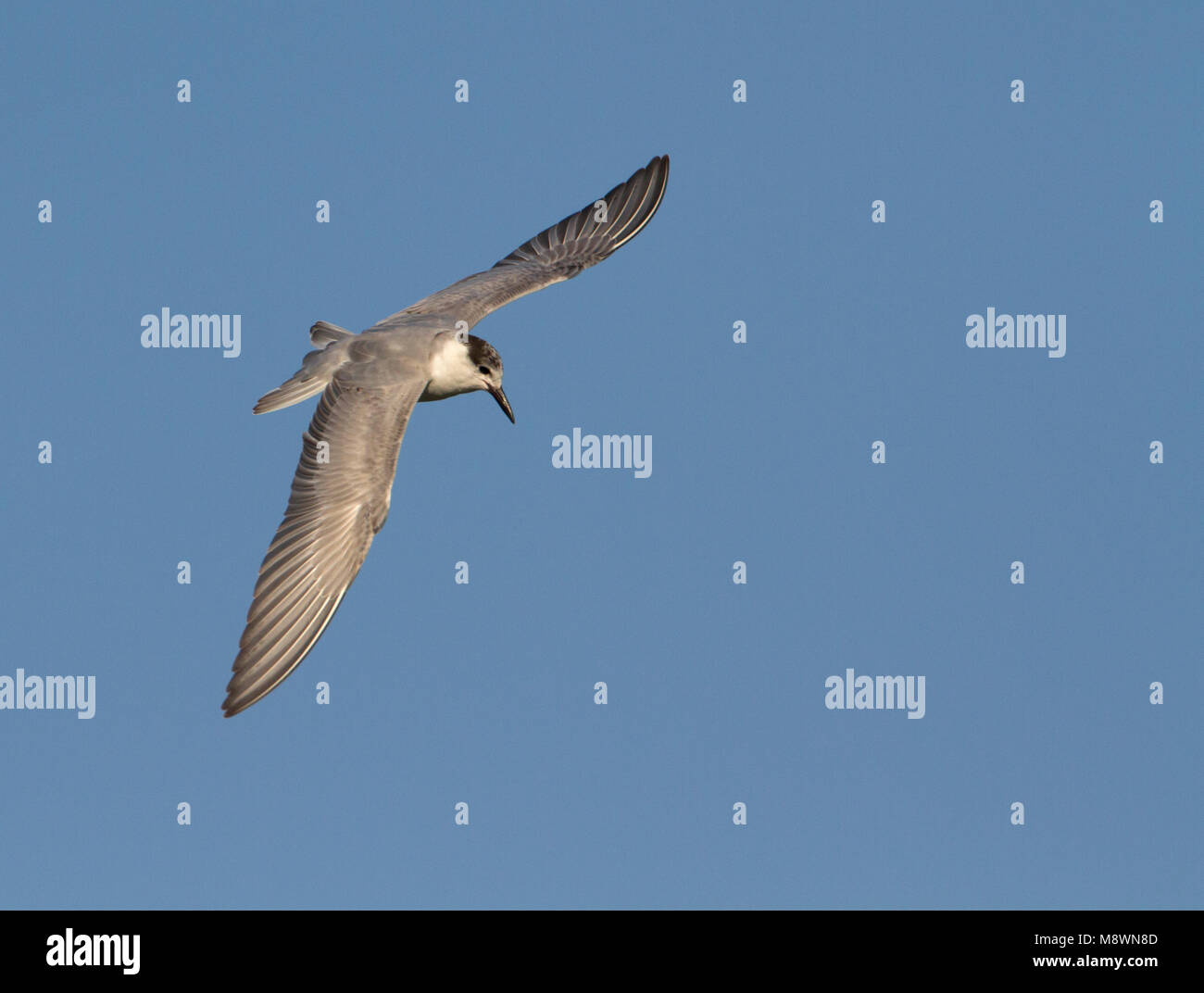 Im ersten Winter Whiskered Tern im Flug Stockfoto