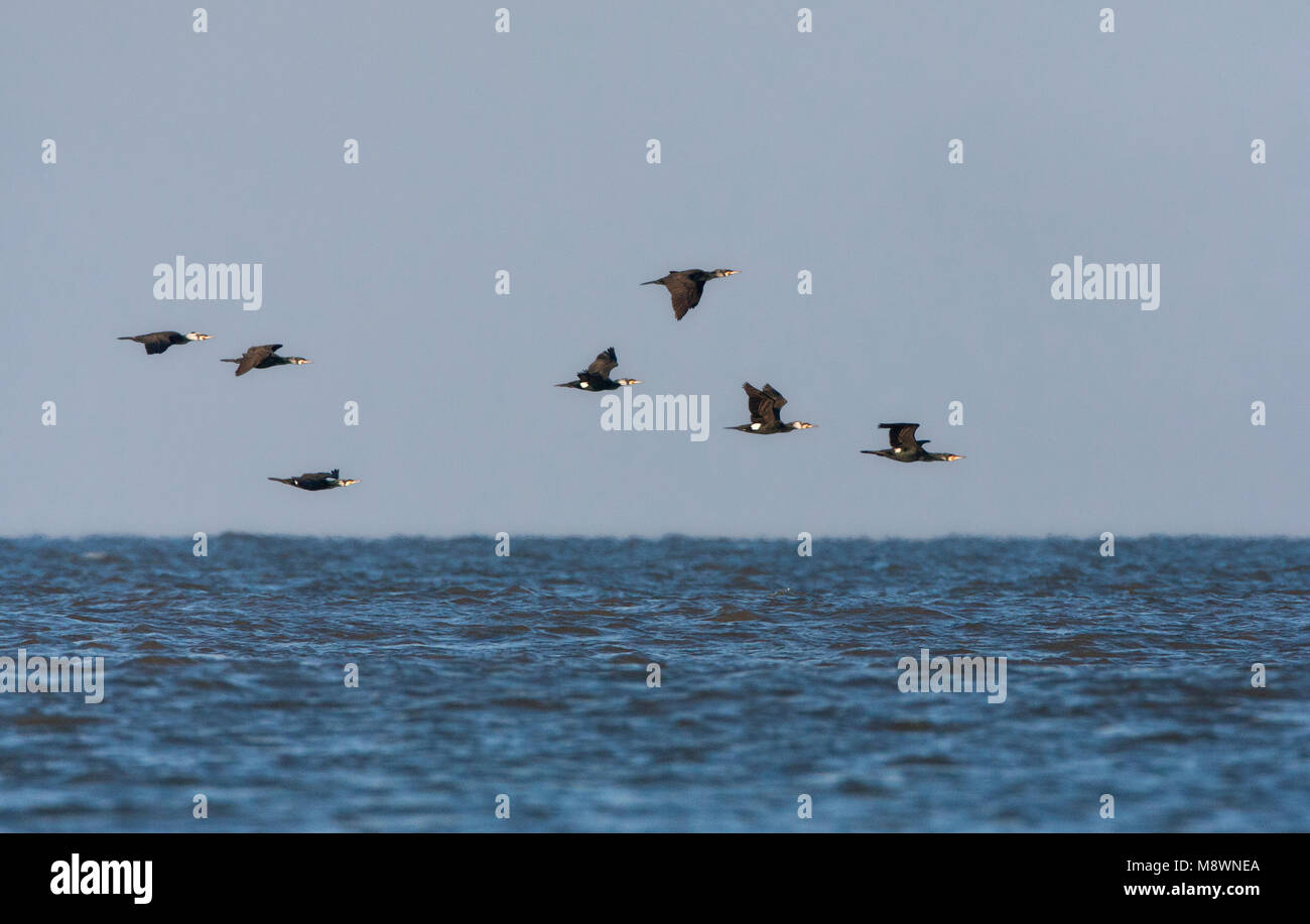 Groep Aalscholvers vliegend Boven zee; Herde von großer Kormorane (Phalacrocorax carbo) fliegen Avove der Nordsee Stockfoto