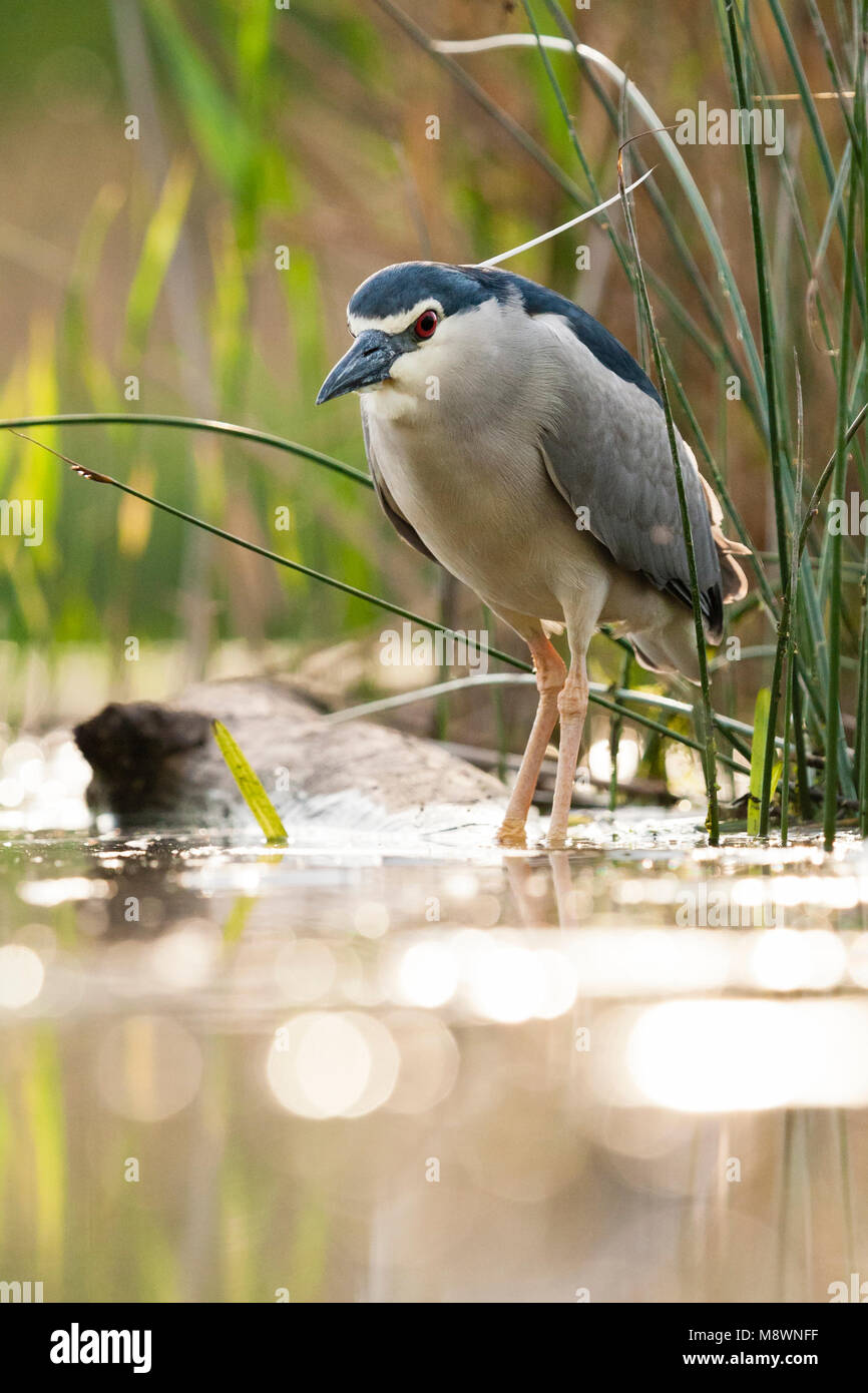 Kwak staand bij Waterkant; Schwarz - gekrönte Night Heron stehend an Wasserseite Stockfoto