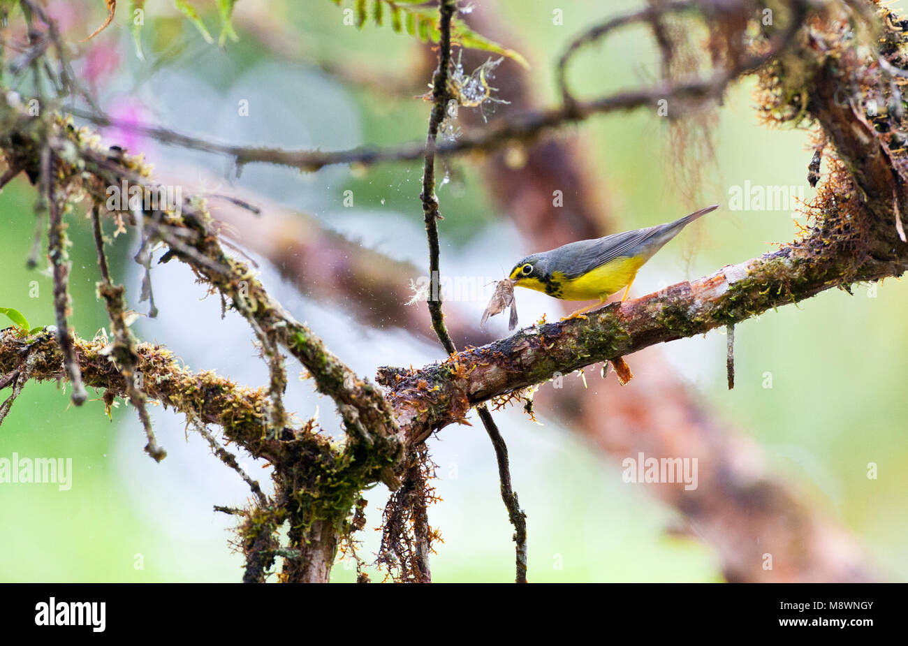 Overwinterende Canadese Zanger in Ecuador; Überwinterung Kanada Warbler in Ecuador Stockfoto