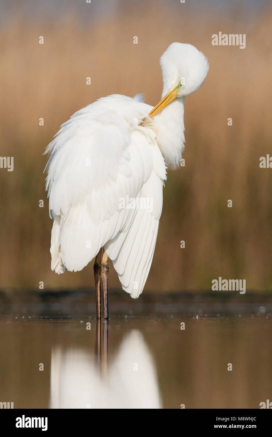 Grote Zilverreiger poetsend in het water; Western Great Egret putzen in Wasser Stockfoto