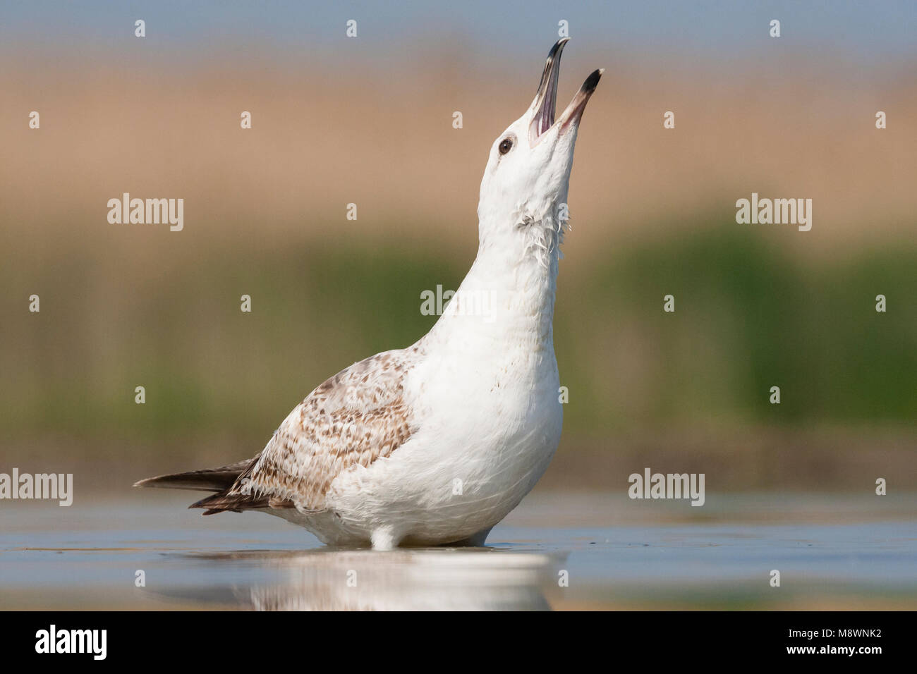 Pontische Meeuw roepend in Wasser; Caspian Gull Aufruf in Wasser Stockfoto