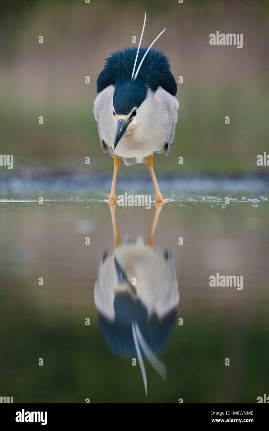 Kwak jagend in Wasser; Schwarz - gekrönte Night Heron Jagd in Wasser Stockfoto