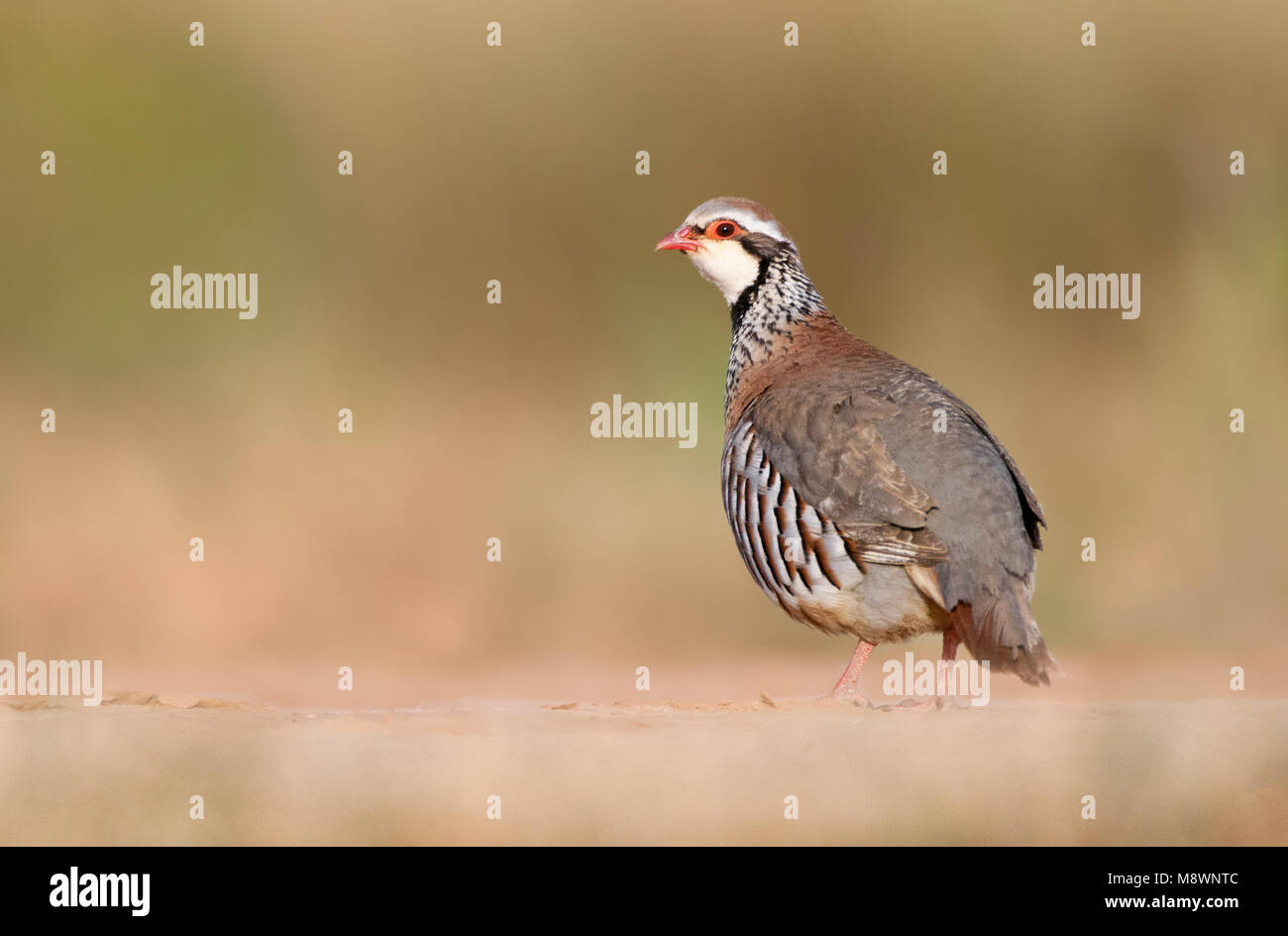 Red-legged Partridge Blick über seine Schulter Stockfoto