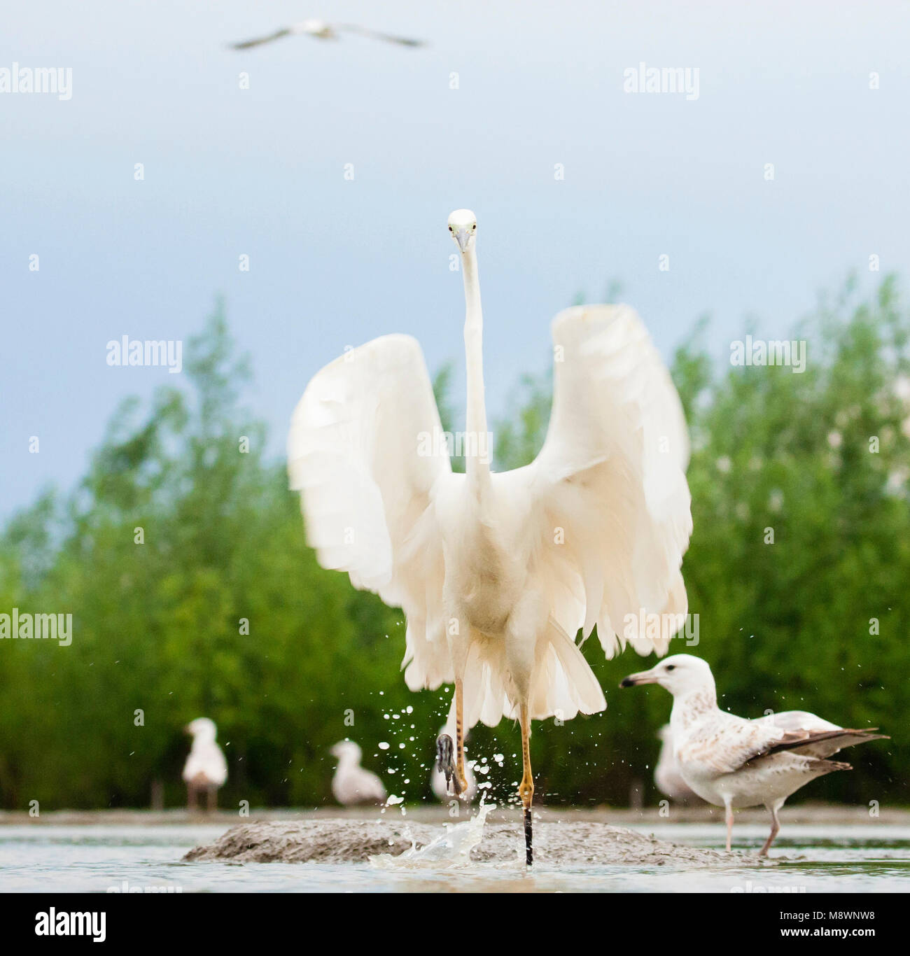 Grote Zilverreiger rennend in Wasser met gespreide vleugels; Western Great Egret in Wasser mit ausgebreiteten Flügeln Stockfoto