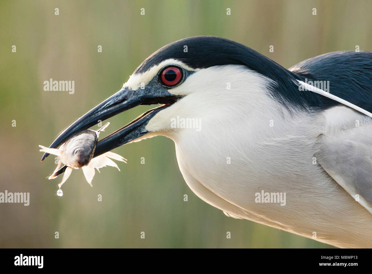 Kwak met gevangen vis bek; Schwarz - gekrönte Night Heron mit Fisch im Schnabel Stockfoto