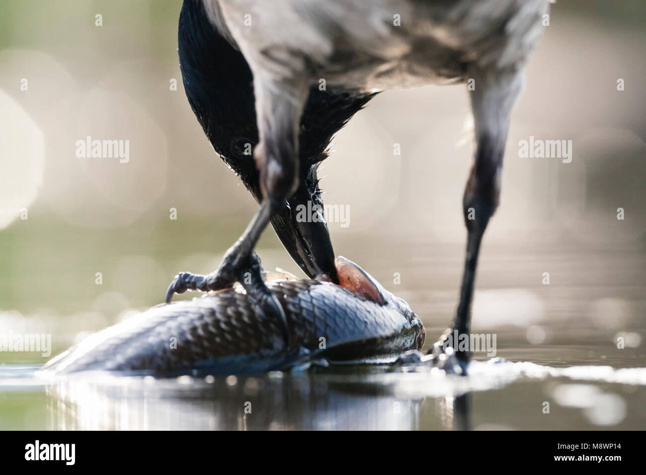 Bonte Kraai eet vis im tegenlicht; Nebelkrähe Fisch zu essen, der Hintergrundbeleuchtung Stockfoto