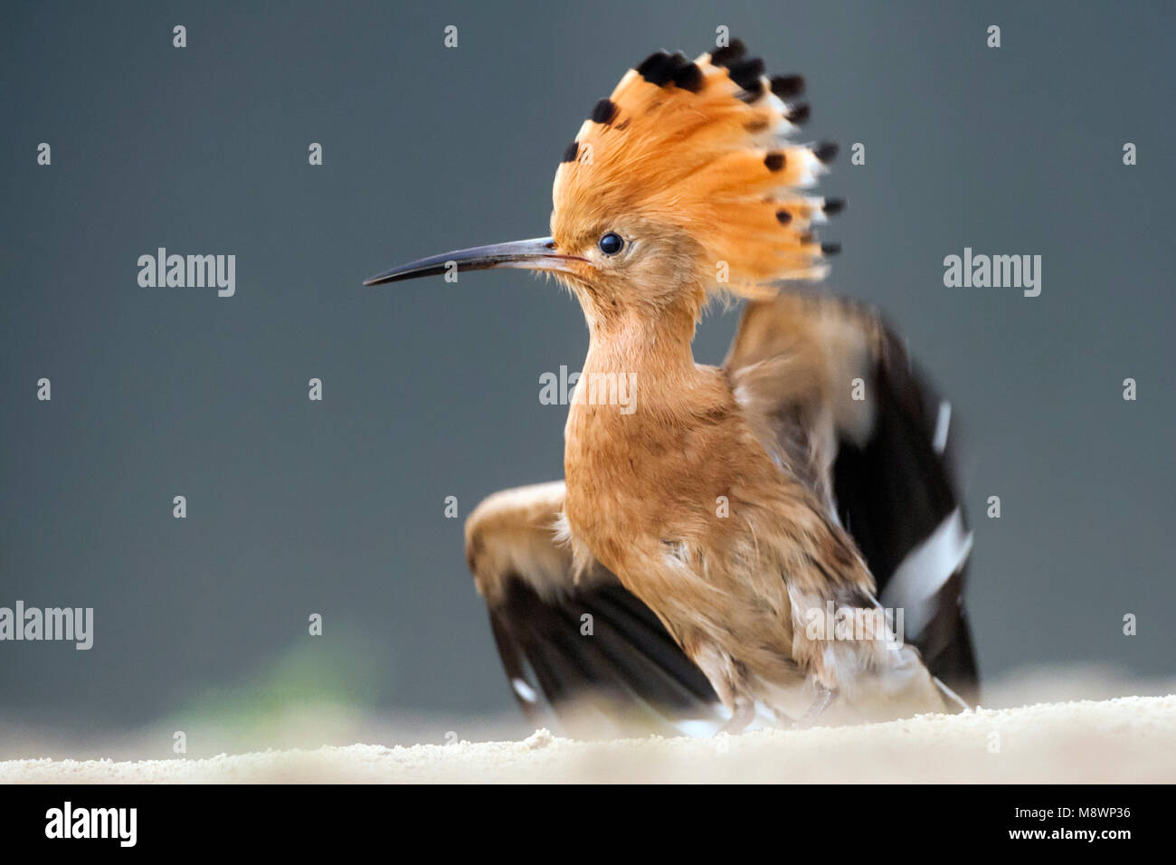 Hop met opgezette kuif schuddend met vleugels; Eurasischen Wiedehopf ruffling Federn mit errichtet Crest Stockfoto