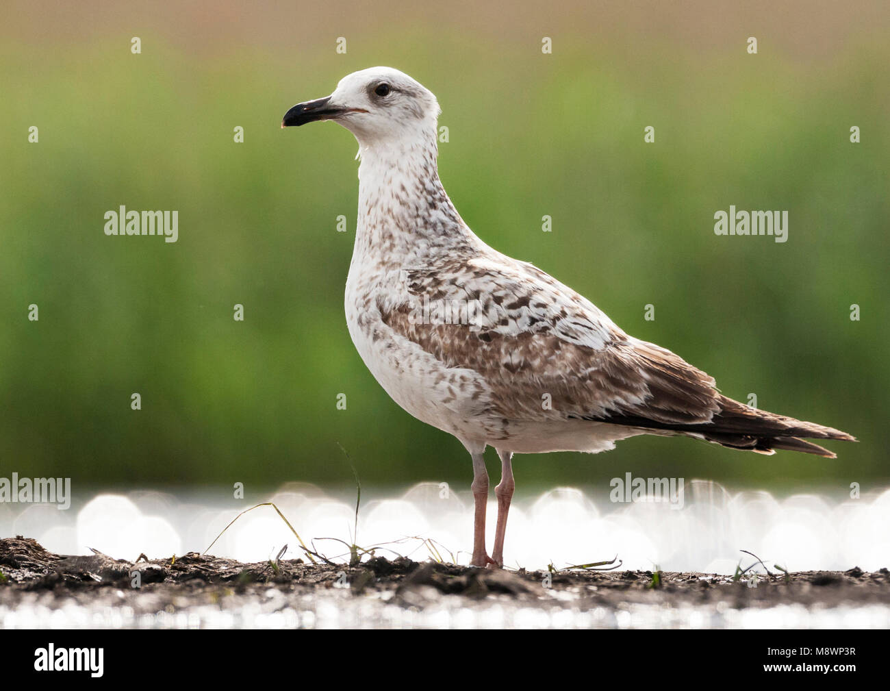 Pontische Meeuw staand op waterkant Caspian Gull stehend an Wasserseite Stockfoto