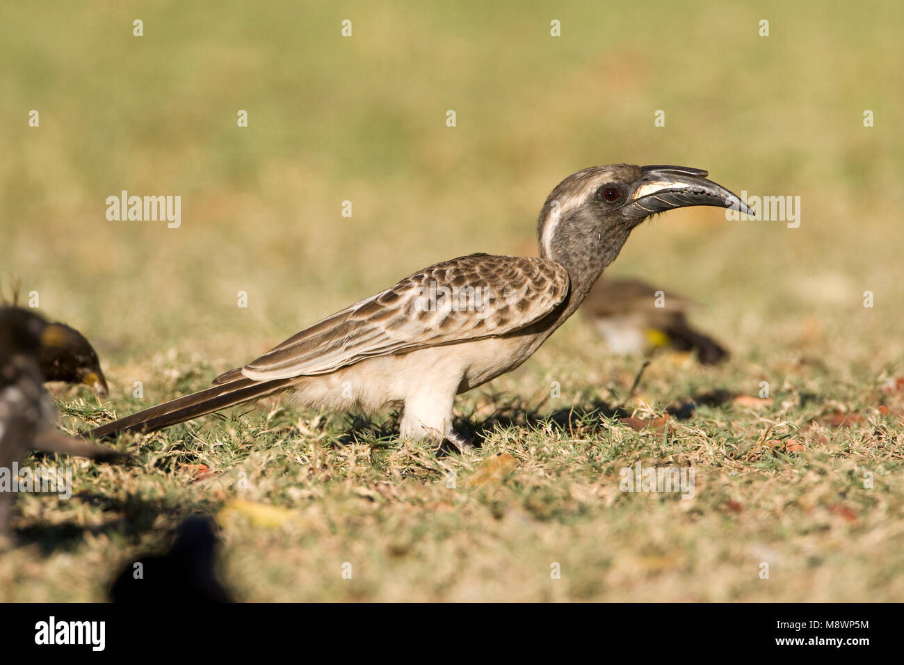 Grijze Tok, African Grey Hornbill, Tockus nasutus Stockfoto