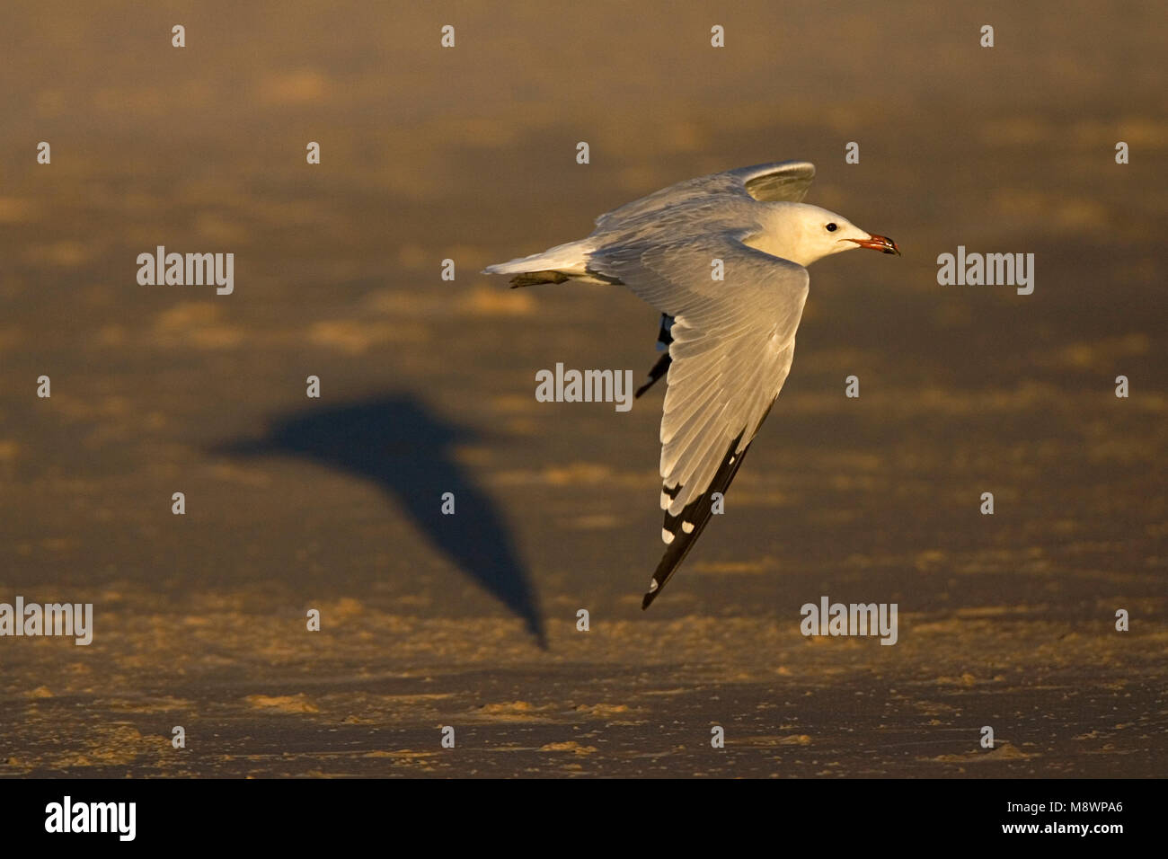 Audouin's Möwe in Tarifa, Spanien Stockfoto