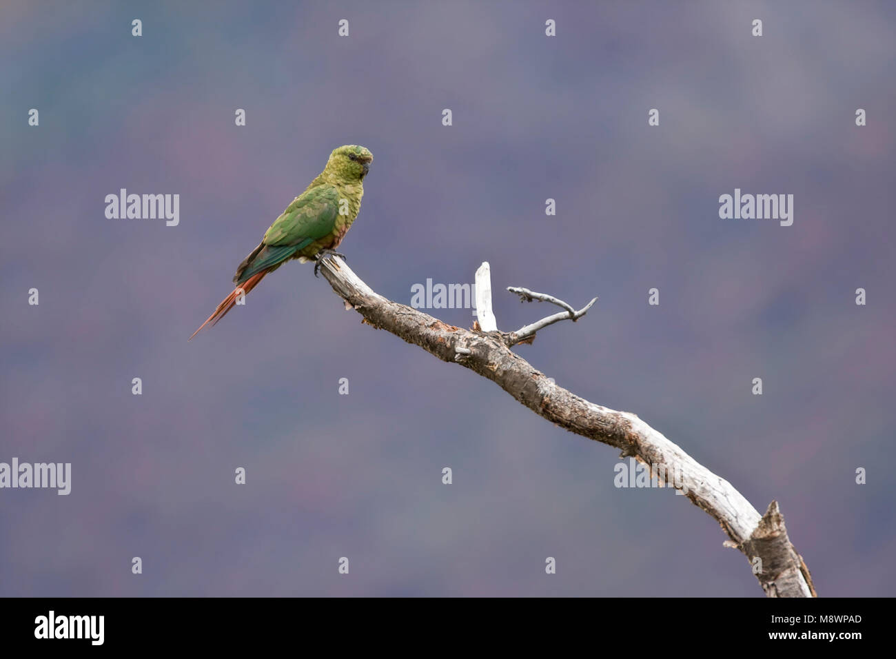 Magelhaenparkiet, Austral Sittich, enicognathus Art Stockfoto