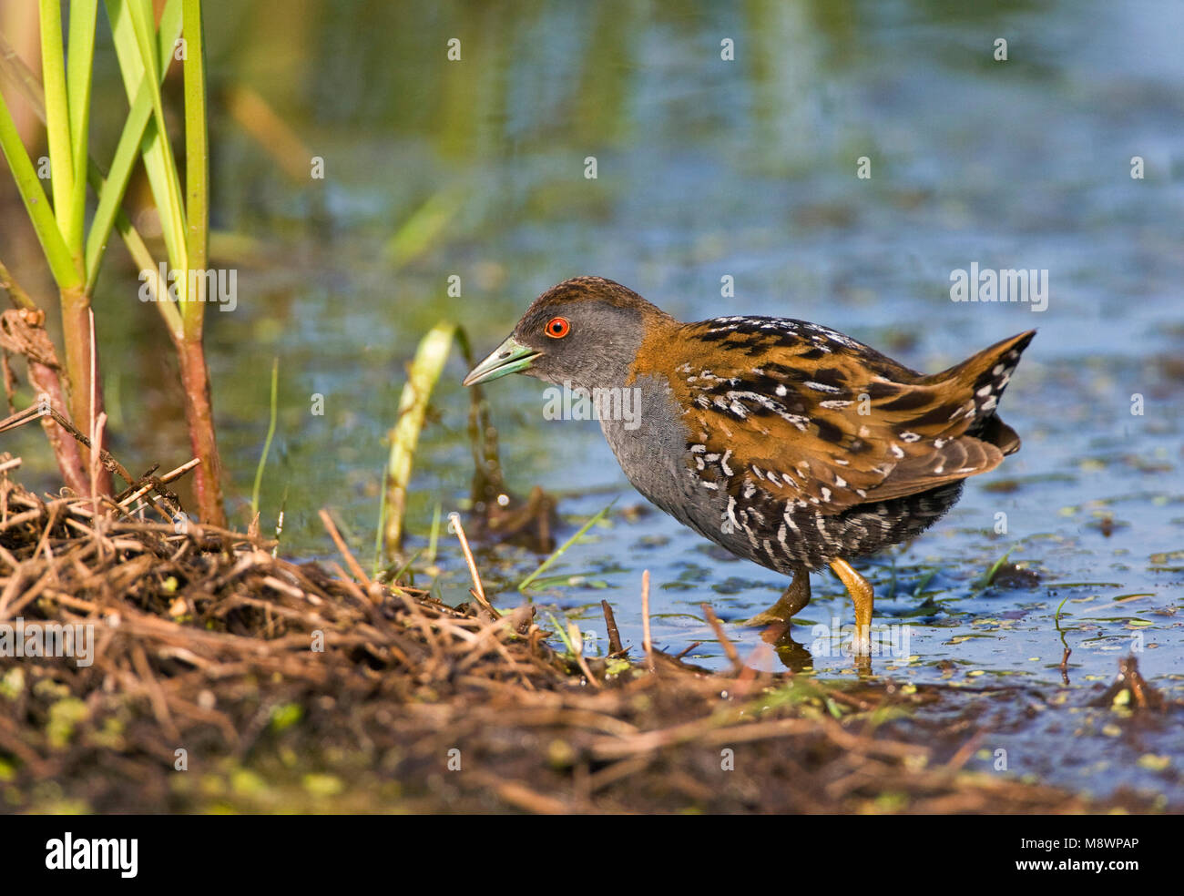 Kleinst-Waterhoen; Die Baillon Crake; Porzana pusilla Stockfoto