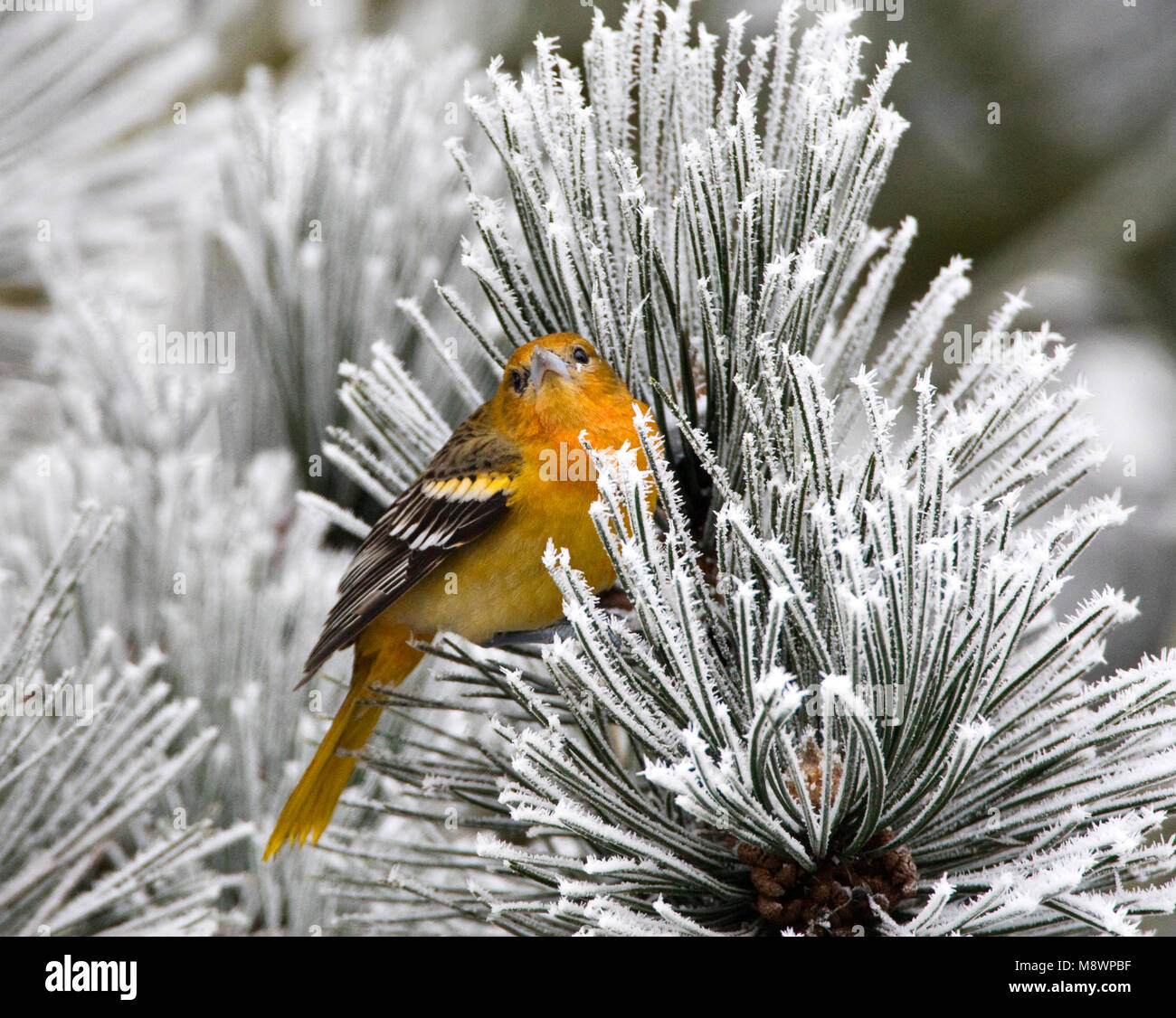 Verdwaalde Noordelijke Troepiaal in Ouddorp; Vagrant Baltimore Oriole in den Niederlanden Stockfoto