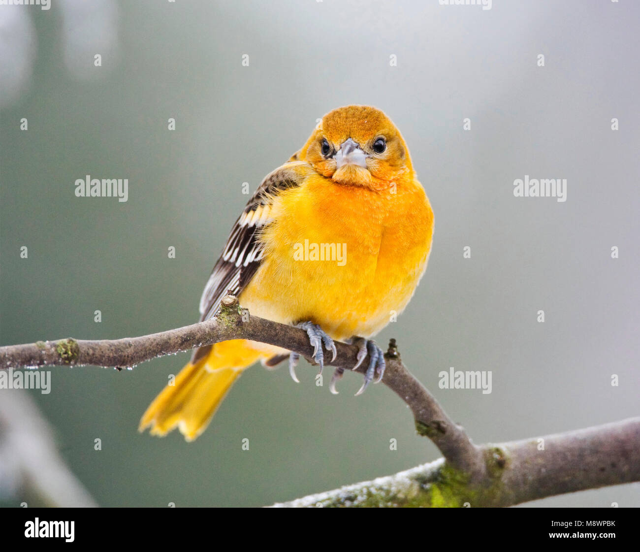 Verdwaalde Noordelijke Troepiaal in Ouddorp; Vagrant Baltimore Oriole in den Niederlanden Stockfoto