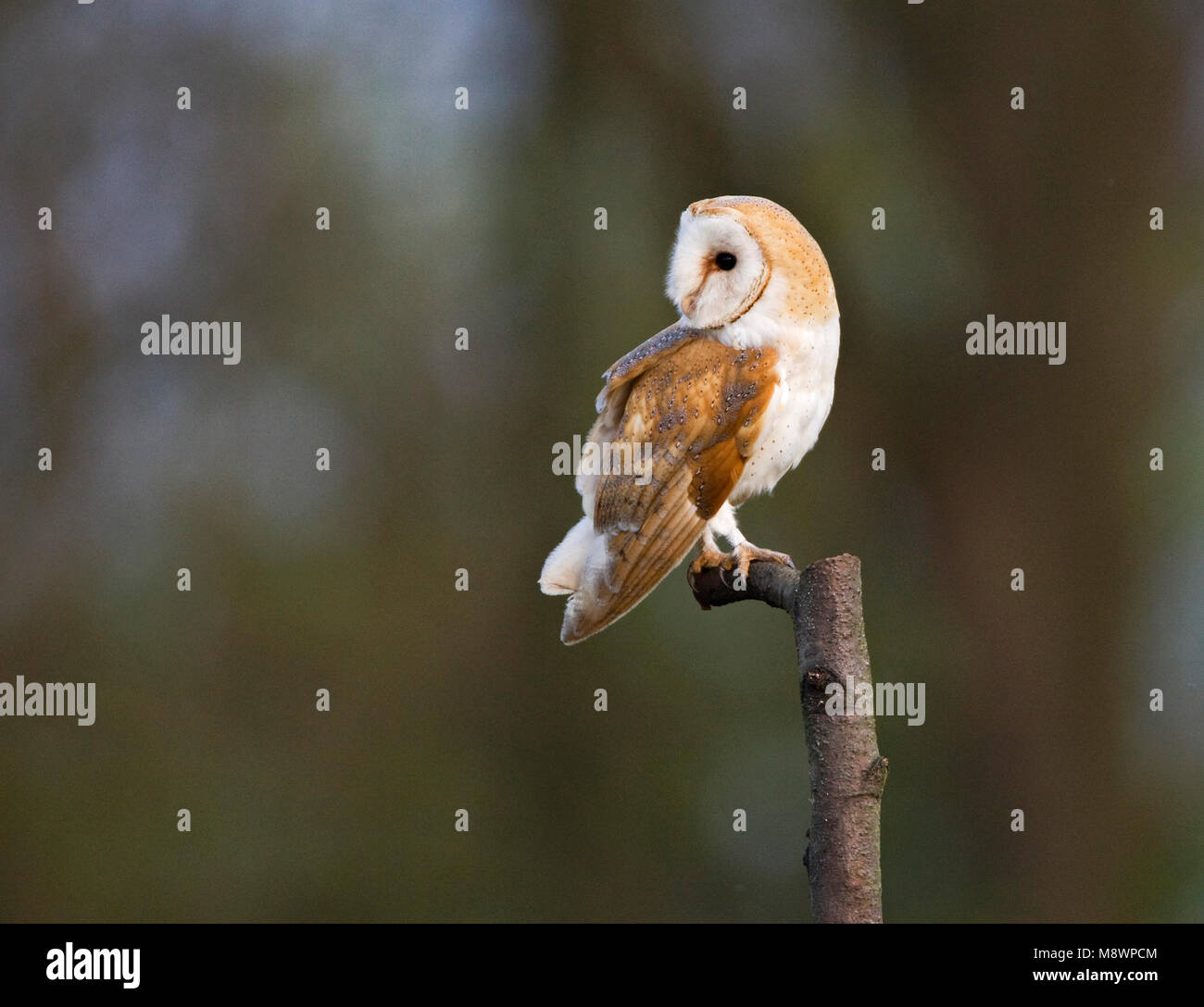 Kerkuil; Schleiereule Stockfoto