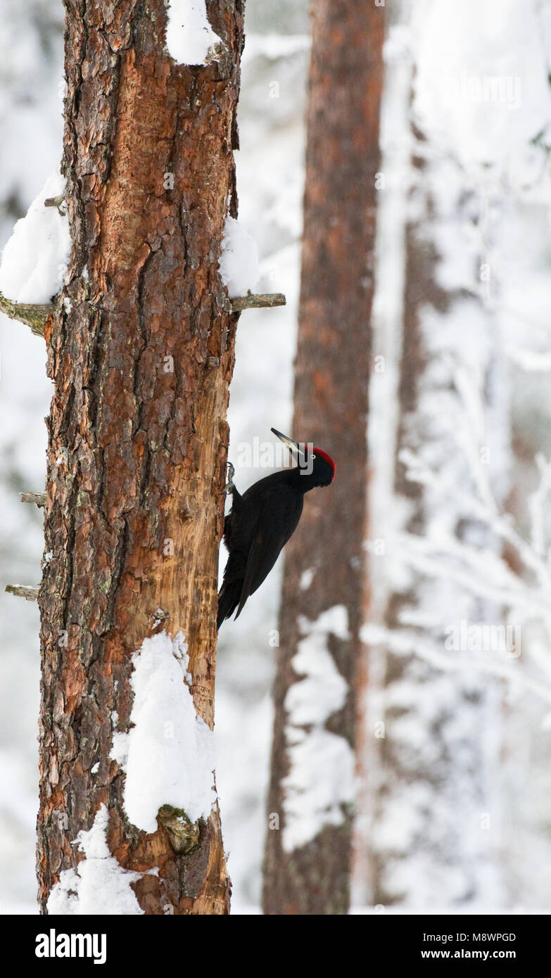 Zwarte Specht Mann; Schwarzspecht Männlich Stockfoto