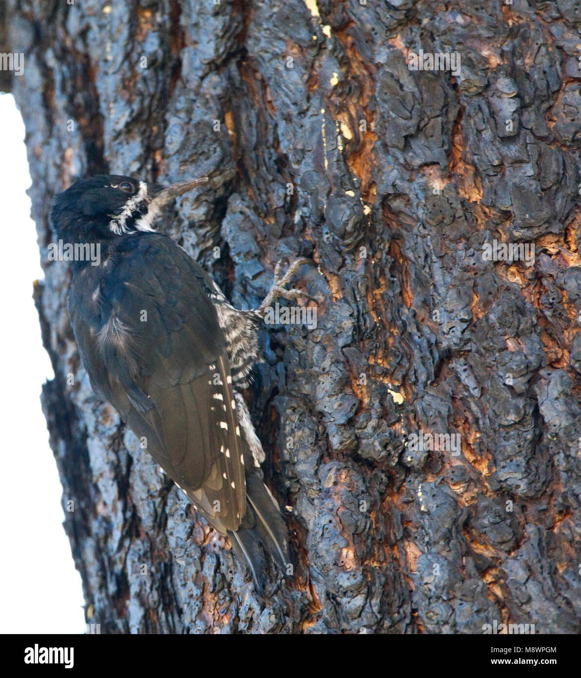 Zwartrugspecht, black-backed Woodpecker Stockfoto