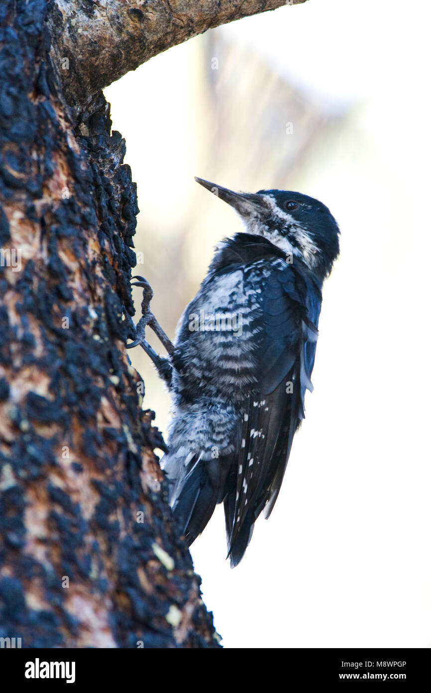 Zwartrugspecht, black-backed Woodpecker Stockfoto