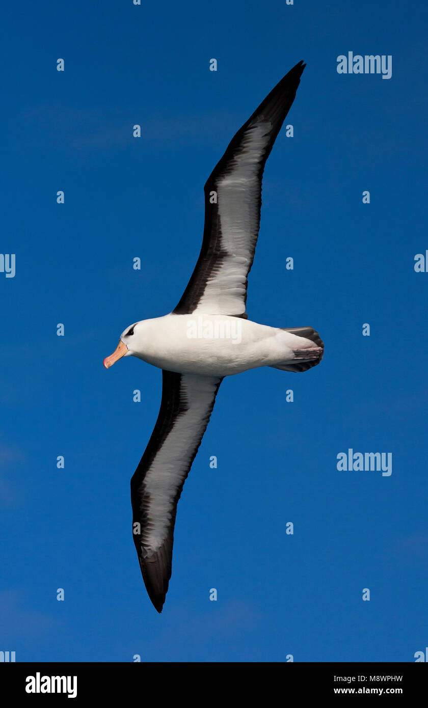 Wenkbrauwalbatros volwassen Vliegend; Schwarz der tiefsten Albatross erwachsenen Fliegen Stockfoto