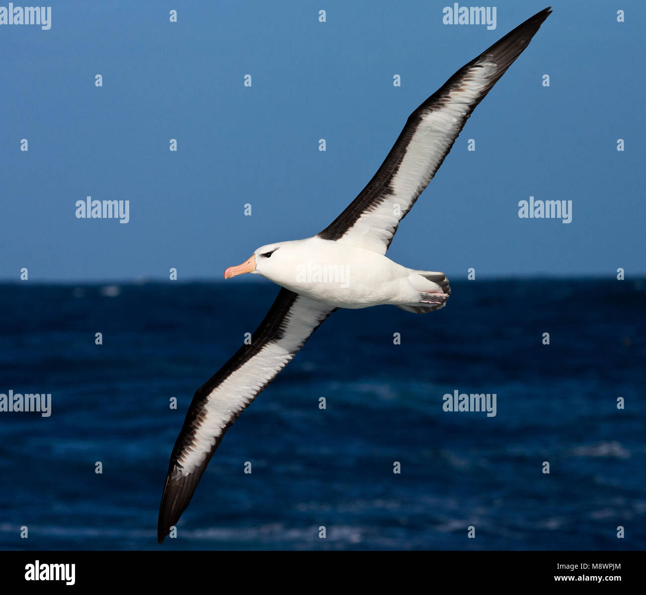 Wenkbrauwalbatros volwassen vliegend tegen Blauwe lucht; Schwarz der tiefsten Albatross nach oben blauer Himmel fliegen Stockfoto