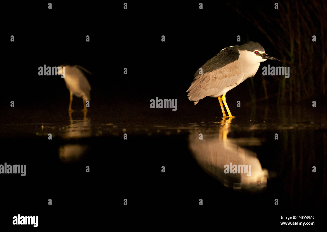 Kwak, Schwarz - gekrönte Night-Heron Stockfoto