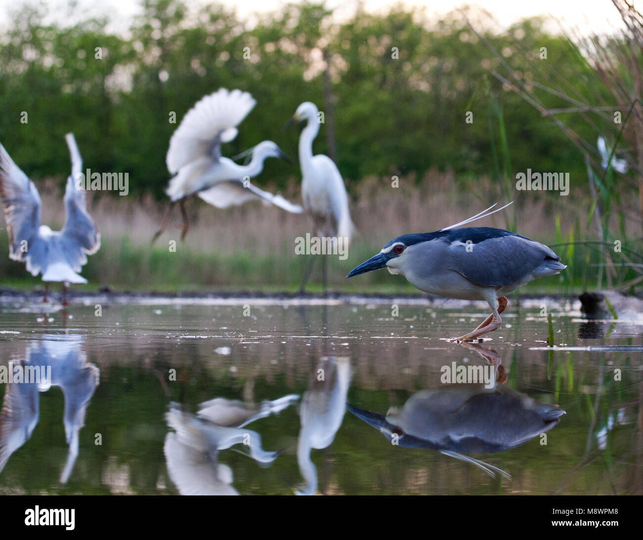 Kwak en zilverreigers Op de Achtergrond; Schwarz - gekrönte Night-Heron mit Reiher auf dem Hintergrund Stockfoto