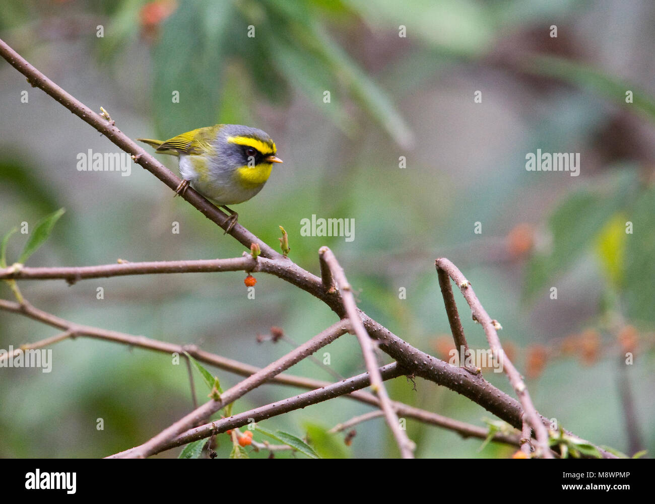 Grijskopboszanger zittend op Tak; Schwarz-faced Warbler auf einem Ast sitzend Stockfoto