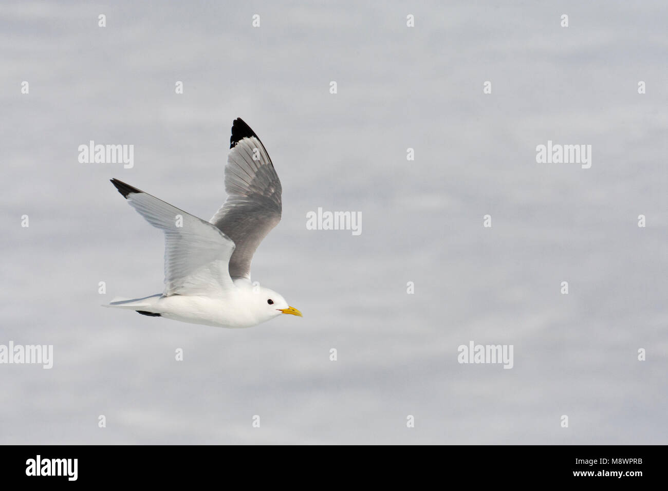 Drieteenmeeuw; Schwarz-legged Dreizehenmöwe, Rissa tridactyla Stockfoto