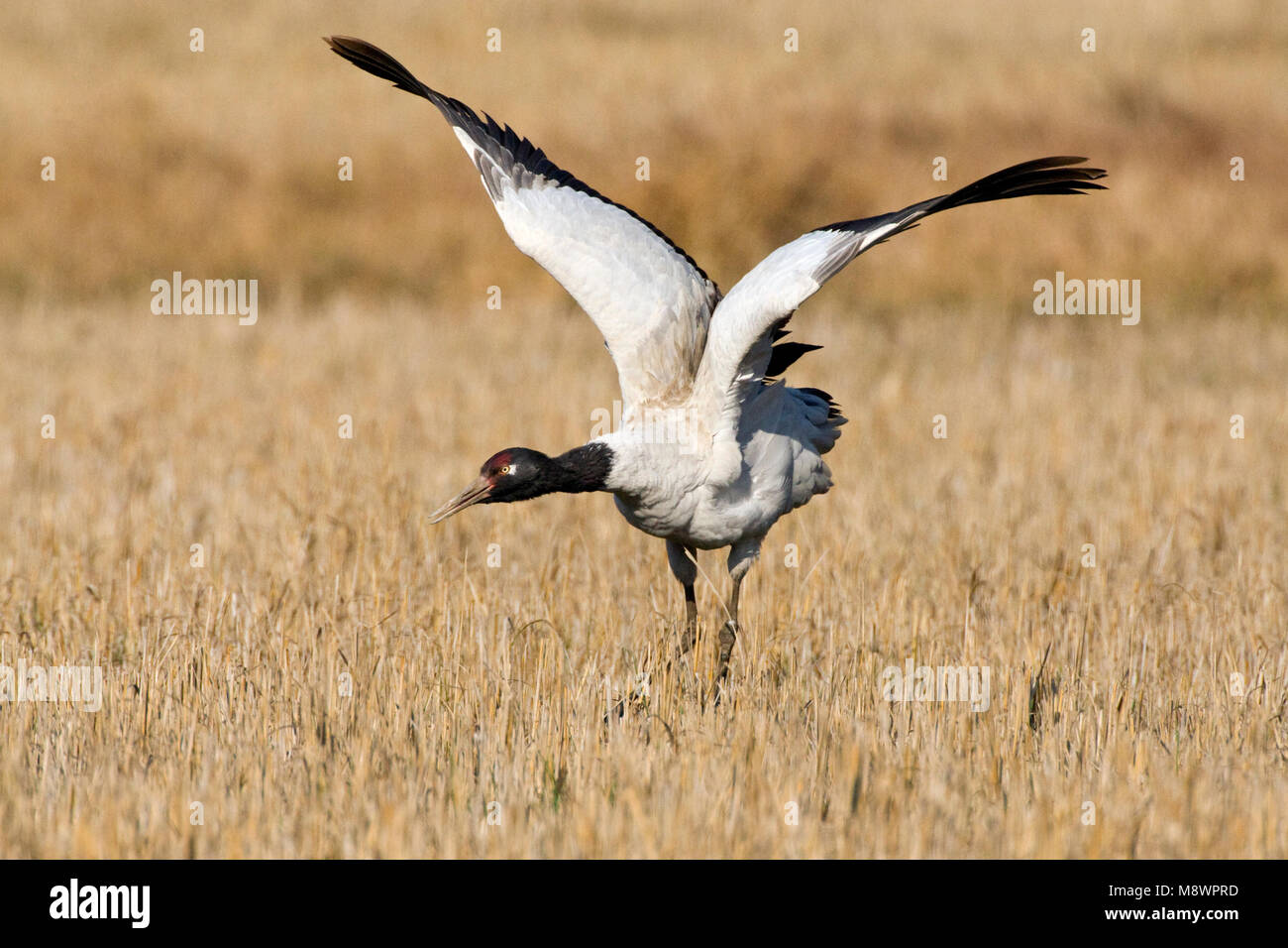 Overwinterende Zwarthalskraanvogel in Indien; Überwinterung Black-necked Crane in Indien Stockfoto