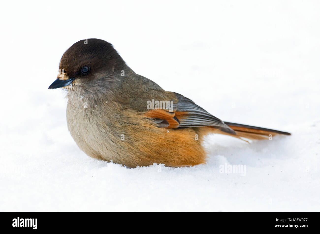 Taigagaai, sibirische Jay Stockfoto