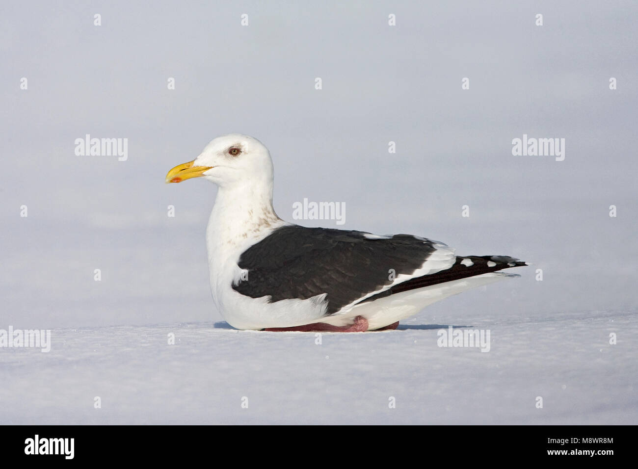 Kamtsjatkameeuw, SLATY-backed Gull, Larus schistisagus Stockfoto