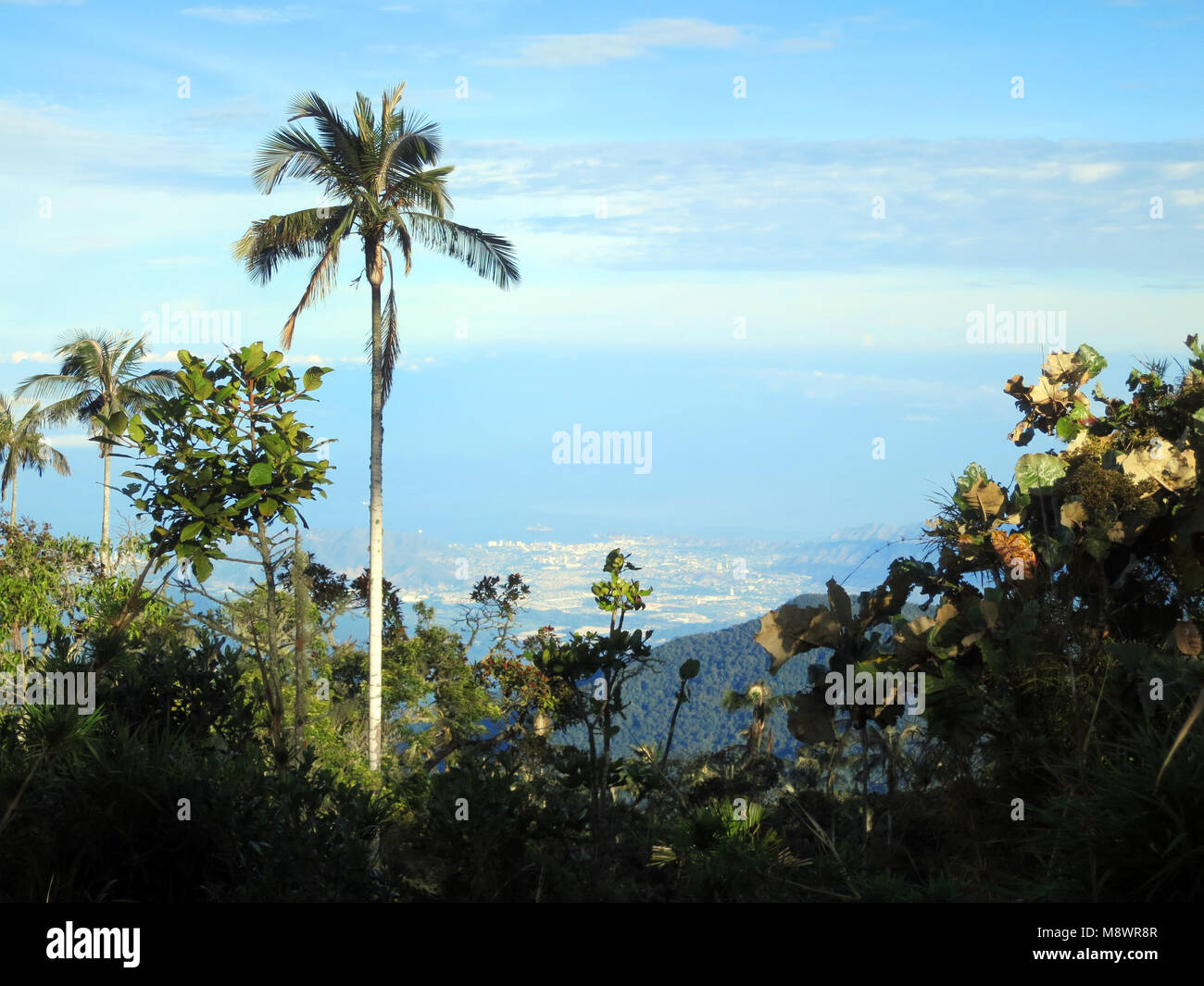 Wax Palm in Kolumbien Stockfoto