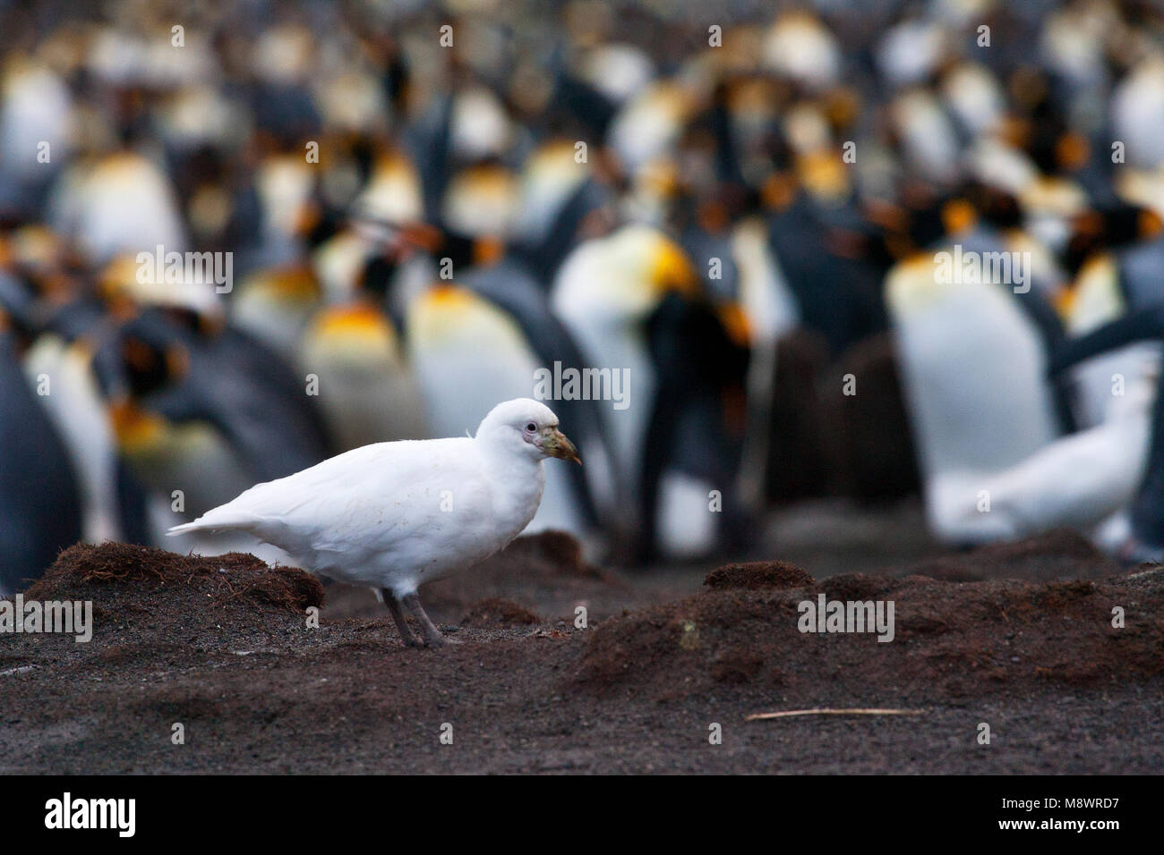 Snowy Sheathbill Zuidpoolkip; Stockfoto